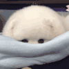 萌宠 狗狗 不开心 呆萌 可爱