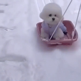萌宠 狗 滑雪 呆萌 可爱