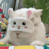 萌宠 猫咪 ？？？ 呆萌 可爱