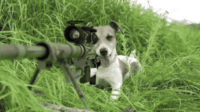 狗狗瞄准兔子射击gif动图