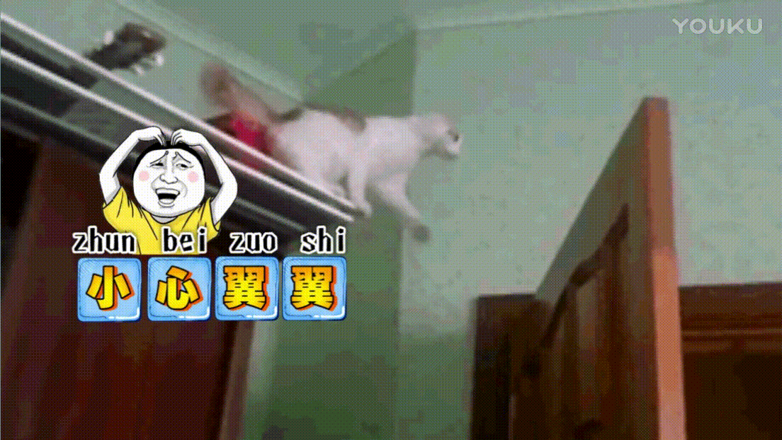 猫咪小心翼翼可爱gif动图_动态图_表情包下载_soogif