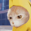 萌宠 猫咪 打 呆萌 可爱