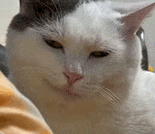萌宠 猫咪 开心 呆萌 可爱