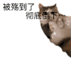 萌宠 猫咪 被伤到了彻底倒下 呆萌 可爱