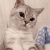 萌宠 猫咪 无辜 呆萌 可爱