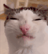 萌宠 猫咪 吃 呆萌 可爱