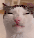 萌宠 猫咪 吃 呆萌 可爱