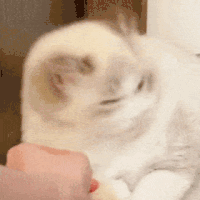 萌宠 猫咪 摇头 呆萌 可爱