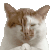 萌宠 猫咪 烧香 呆萌 可爱