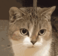 萌宠 猫咪 生气 呆萌 可爱