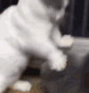 萌宠 猫咪 打你 生气 呆萌 可爱
