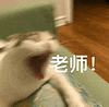 萌宠 猫咪 老师 呆萌 可爱
