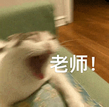 萌宠 猫咪 老师 呆萌 可爱