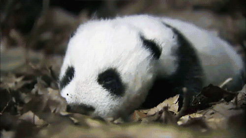 熊猫卖萌可爱萌动物gif动图