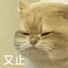 萌宠 猫咪 又止 呆萌 可爱