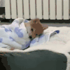 萌宠 狗狗 无辜 呆萌 可爱