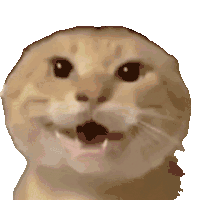 耄耋 猫咪 可爱 搞怪 哈基米