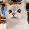 萌宠 猫咪 摇头 呆萌 可爱