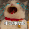 萌宠 猫咪 排位把把输 呆萌 可爱