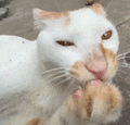 萌宠 猫咪 傻 呆萌 可爱