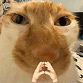 萌宠 猫咪 思考 呆萌 可爱