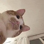 萌宠 猫咪 盯 呆萌 可爱