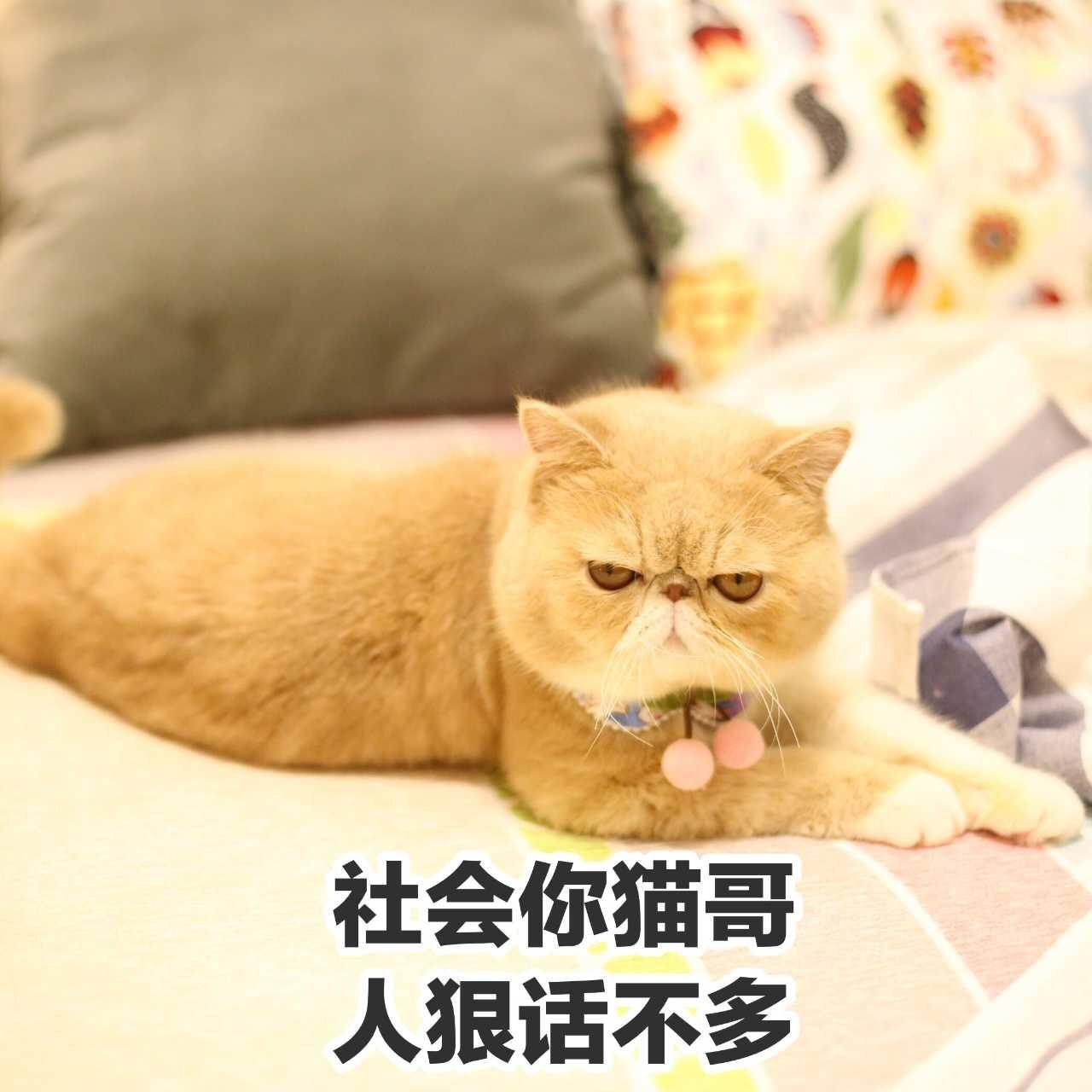 猫哥腐图图片