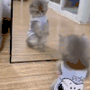 萌宠 猫咪 照镜子 呆萌 可爱