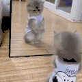 萌宠 猫咪 照镜子 呆萌 可爱