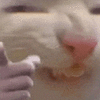 萌宠 猫咪 开心 呆萌 可爱