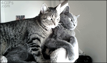 两只猫表情包 gif图片