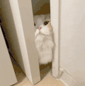 萌宠 猫咪 我来了 呆萌 可爱