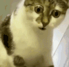 萌宠 猫咪 惊讶 呆萌 可爱