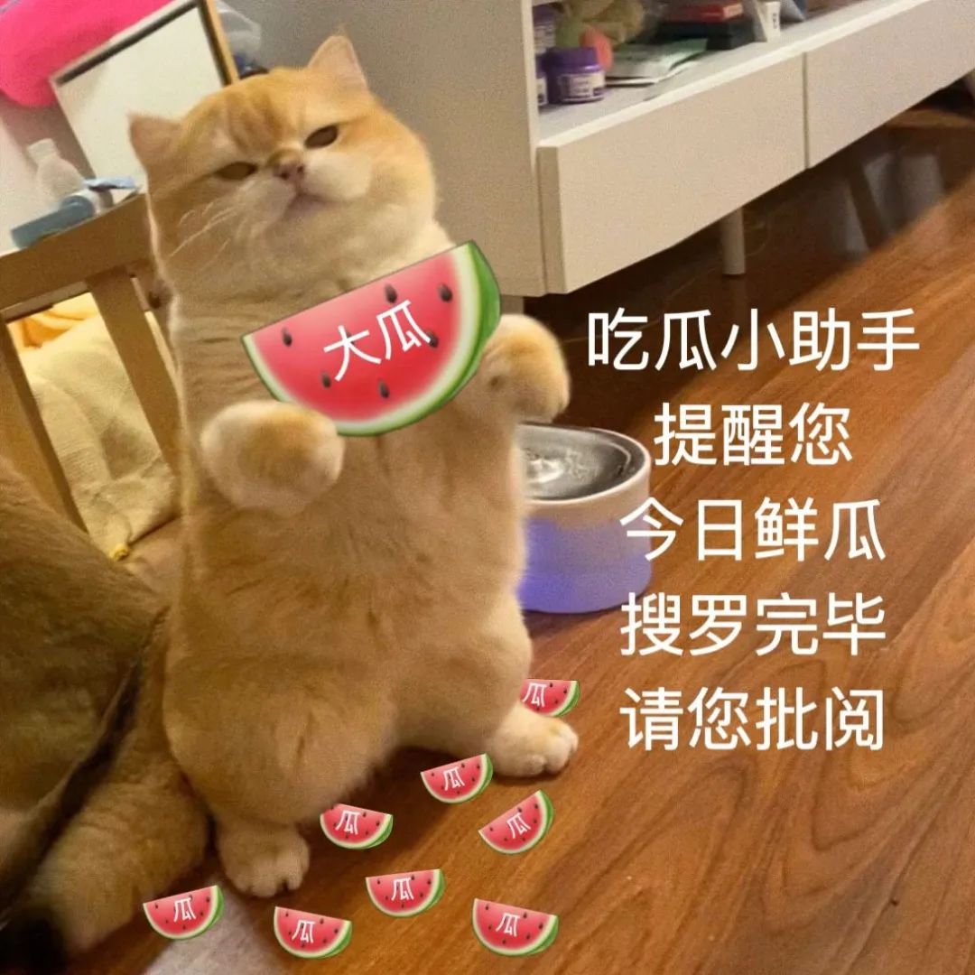 猫猫小助手提醒沙雕搞笑逗gif动图