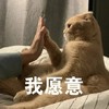 萌宠 猫星人 我愿意 开心 呆萌 可爱