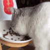 萌宠 猫咪 吃东西 呆萌 可爱