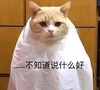 萌宠 猫星人 不知道说什么好 无奈 呆萌 可爱