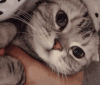 萌宠 猫咪 掐 呆萌 可爱