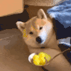 萌宠 狗狗 吃 呆萌 可爱
