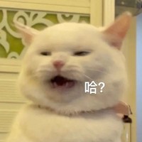 萌宠 猫 哈 生气 呆萌 可爱