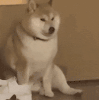 萌宠 狗狗 不开心 呆萌 可爱