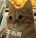 萌宠 猫咪 不到啊 呆萌 可爱