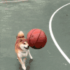 萌宠 狗狗 篮球 呆萌 可爱