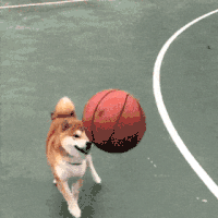 萌宠 狗狗 篮球 呆萌 可爱