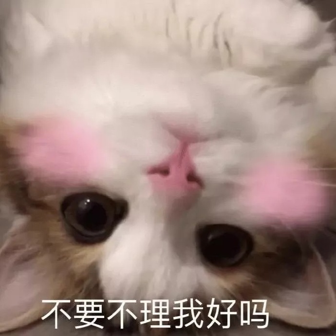 萌宠gif猫星人gif不要不理我gif怎么不回消息gif呆萌gif可爱gif