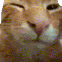 萌宠 猫咪 打招呼 呆萌 可爱