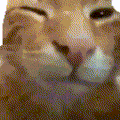 萌宠 猫咪 打招呼 呆萌 可爱