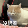 萌宠 猫咪 没眼看 呆萌 可爱