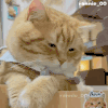 萌宠 猫咪 思考 呆萌 可爱