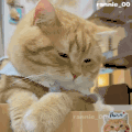 萌宠 猫咪 思考 呆萌 可爱